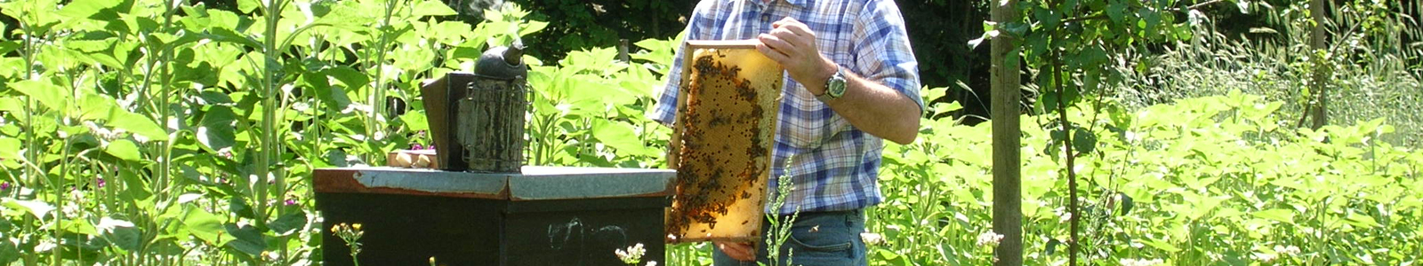 Imker entnimmt Honig aus Bienenstock ©DLR